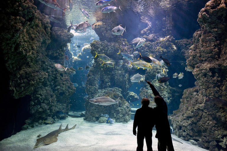 L'aquarium "Le Lagon aux requins" du Musée Océanographique de Monaco © M.Dagnino / Musée Océanographique de Monaco 