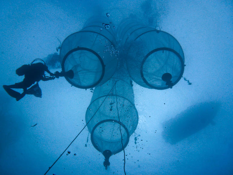 Vue sous-marine d'un ensemble de 3 mésocosmes. Ceux-ci sont des sacs qui permettent d'isoler 50m3 d'eau de mer et ainsi simuler différentes conditions environnementales © Stephen
